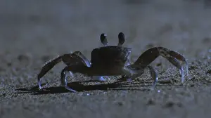 Ghost Crab - outside its burrow on the beach at night - West Indies