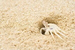 Ghost Crab - perfect mimicry of a white ghost crab on white sandy beach