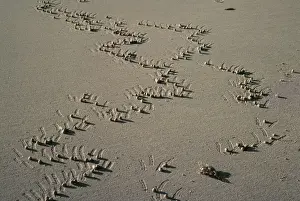 Animal Track Prints: Ghost Crab - scratches, crabs feed of microscopic material in between the sand grains