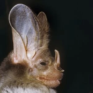 Images Dated 17th September 2009: Ghost / False Vampire Bat
