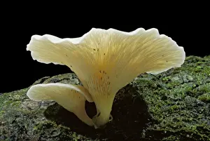 Ghost Fungus - Glows in the dark (daytime shot), Australia, subtropical rainforest JPF32387