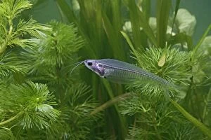 Ghost / Glass Catfish - side view by weeds