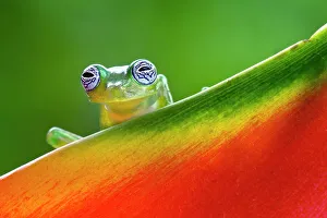 Images Dated 2nd January 2022: Ghost Glass Frog, Costa Rica Date: 20-03-2011