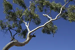 Gums Prints: Ghost Gum - Named after the glistening white bark