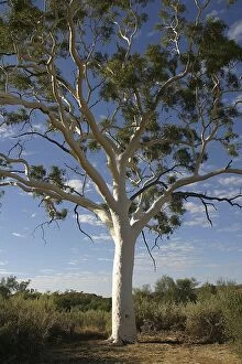 Ghost Gum - Named after the glistening white bark
