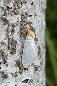 Images Dated 11th June 2010: Ghost Moth - on birch trunk - Lincolnshire - England