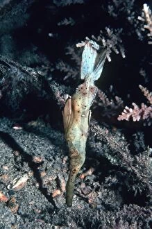 Images Dated 19th July 2005: Ghost Pipe fish - Floating like a stick or piece of weed. Ambon, Indonesia, Indo Pacific PIP-008