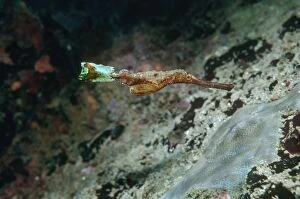 Images Dated 19th July 2005: Ghost Pipefish - Pretending to be a piece of weed. Milne Bay Papua New Guinea, Indo Pacific PIP-011