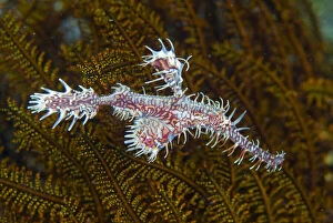 Ghost pipefish (Solenostomidae) that can