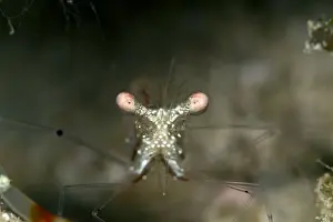Maldives Prints: Ghost Shrimp - Maldives