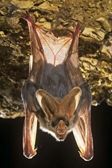 Images Dated 20th August 2009: Ghostbat - hanging rock Australia
