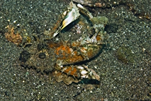 Images Dated 21st May 2007: Ghoulfish - An evil member of the scorpion fish family. It's venomous spines can inflict a very