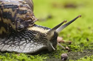 Giant African Land / Elegant Agate Snail - one of many Achatina species which are invasive pests of agricultural crops and flower gardens - this species occurs in Zimbabwe and South Africa - Grahamstown - Eastern Cape - South Africa