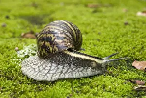 Giant African Land / Elegant Agate Snail - one of many Achatina species which are invasive pests of agricultural crops and flower gardens - this species occurs in Zimbabwe and South Africa - Grahamstown - Eastern Cape - South Africa