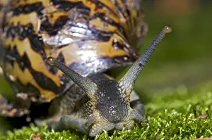 Giant African Land / Elegant Agate Snail - one of many Achatina species which are invasive pests of agricultural crops and flower gardens - this species occurs in Zimbabwe and South Africa - Grahamstown - Eastern Cape - South Africa