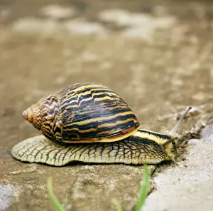 Mollusc Prints: Giant African Snail