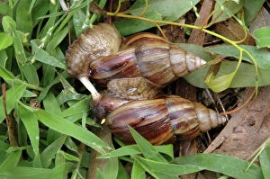 Gastropods Collection: Giant African Snails: mating, exchanging love darts'. Widely distributed in the tropics