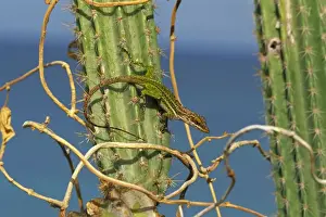 Anole Prints: Giant Anole - Antigua-West Indies - Basking in the early morning sun atop cactus