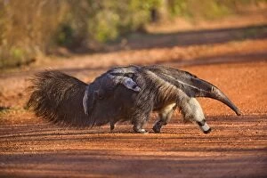 Giant Anteater - adult with a baby on its back