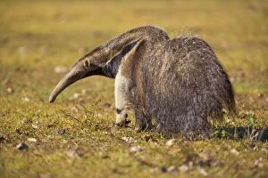 Images Dated 19th July 2010: Giant Anteater - adult foraging for ants and insects
