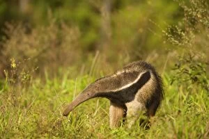 Giant Anteater - adult foraging for ants and insects