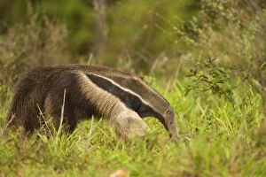 Images Dated 23rd July 2010: Giant Anteater - adult foraging for ants and insects
