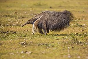 Giant Anteater - adult running across a pasture