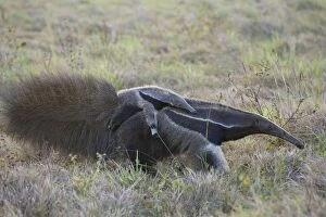 Giant Anteater / Ant Bear - carrying young on back
