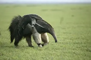 Llanos Prints: Giant Anteater - carrying young on back Llanos, Venezuela Myrmecophaga tridactyla