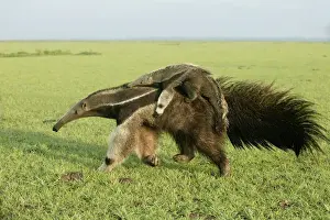 Venezuela Prints: Giant Anteater - carrying young on back Llanos, Venezuela