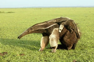 Mammifere Collection: Giant Anteater - carrying young on back Llanos, Venezuela