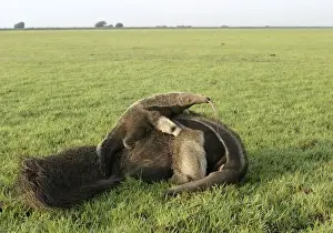 Llanos Prints: Giant Anteater - female & baby, showing long tongue. Ilanos, Venezuela