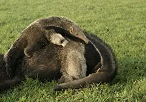 Giant Anteater - female & baby. Ilanos, Venezuela