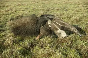 Llanos Prints: Giant Anteater - Female carrying baby Grand fourmilier ou Fourmilier geant