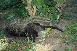 Giant Anteater - Guyana South America