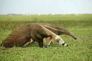Giant Anteater in the Llanos