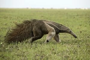 Mammifere Collection: Giant Anteater in the Llanos Venezuela