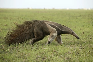 Mammifere Collection: Giant Anteater in the Llanos Venezuela