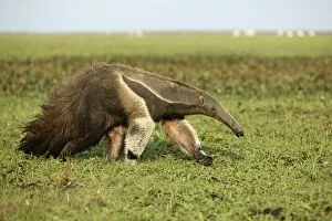Images Dated 23rd April 2004: Giant Anteater in the Llanos Venezuela