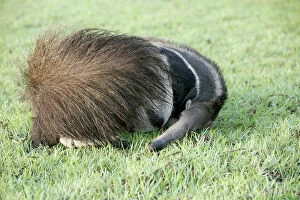 Tail Collection: Giant Anteater - resting, sheltering young behind tail Llanos, Venezuela