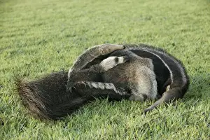 Anteaters Prints: Giant Anteater - resting with young on back Llanos, Venezuela
