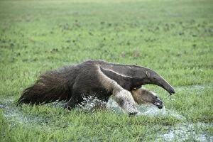 Giant Anteater - running through water