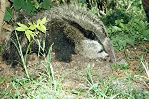 Giant Anteater - using front claw to feed at ants nest - Guyana South America