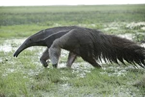 Giant Anteater - walking through water