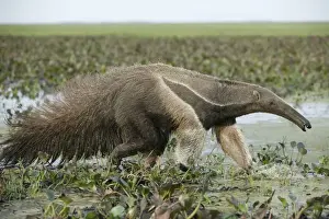 Mammifere Prints: Giant Anteater - walking through water Llanos, Venezuela