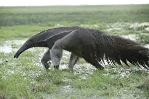 Giant Anteater - walking through water Llanos, Venezuela