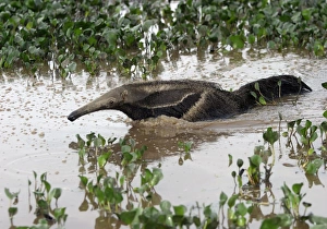 Images Dated 26th April 2004: Giant Anteater - in water