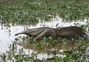 Images Dated 26th April 2004: Giant Anteater - in water