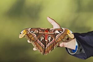 Giant Atlas Moth - on hand