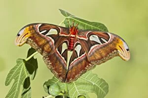 Patterns Collection: Giant Atlas Moth - on leaf - South East Asia - controlled conditions 14653